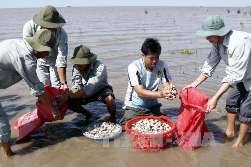 Nghêu Bến Tre chết không phải do dịch bệnh ảnh 1